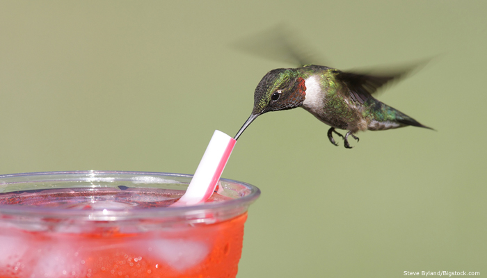 Google Hummingbird Content